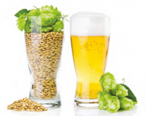 Pivo